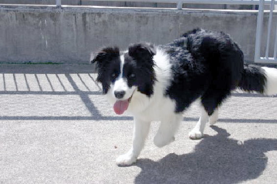 木彫動物⑅犬(ボーダーコリー)⑅インドネシア 木彫動物⑅犬(ボーダーコリー)⑅インドネシア 置物